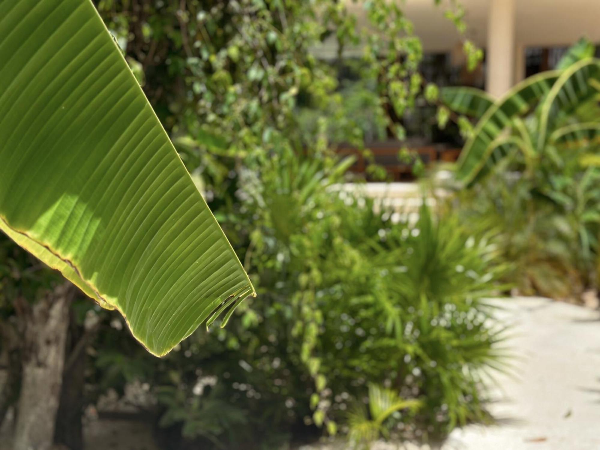 Ophelia Tulum Condo In Aldea Zama Экстерьер фото